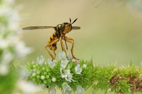 Réf. 267 143 : Conops silaceus